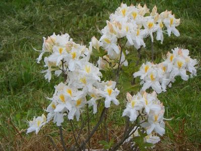 azalea Schneegold