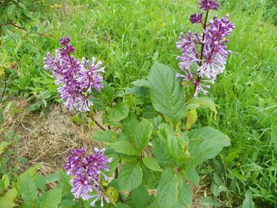 in loc de syringa Agnes Smith