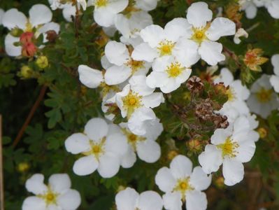 potentilla Abbotswood