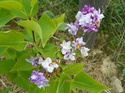 syringa Taras Bulba