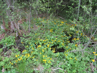 Cretusca(Filipendula ulmaria)