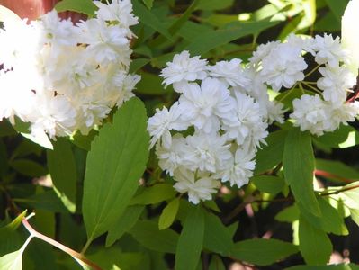 spiraea cantoniensis Lanceata