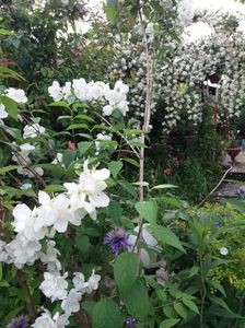 Philadelphus snowbelle