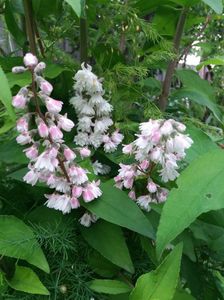 Deutzia