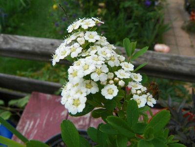 spiraea Halwards Silver