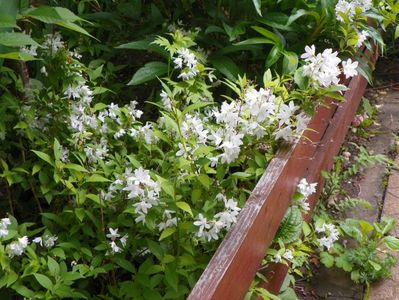 deutzia Nikko