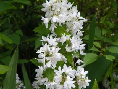 deutzia Nikko