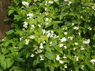 deutzia Nikko