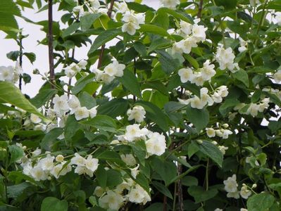 philadelphus inodorus