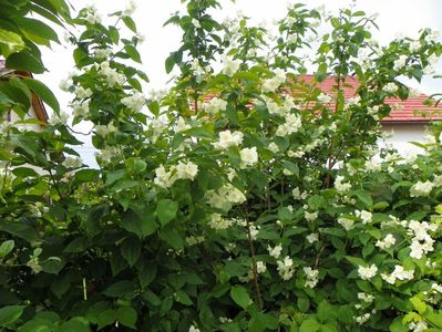 philadelphus inodorus