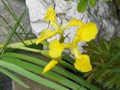 iris pseudocorus