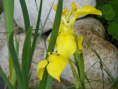 iris pseudacorus