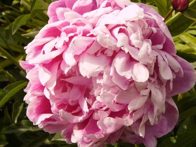 Paeonia Lady Anna