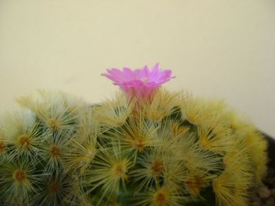 Mammillaria carmenae