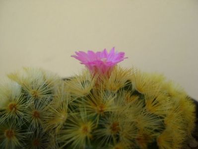 Mammillaria carmenae