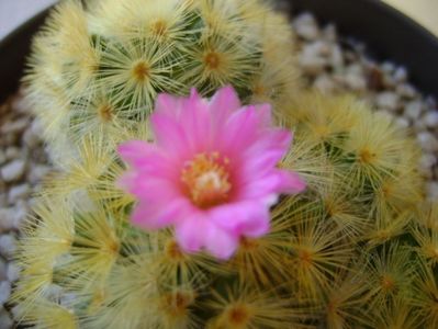 Mammillaria carmenae