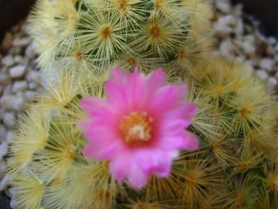 Mammillaria carmenae