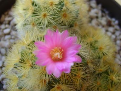 Mammillaria carmenae