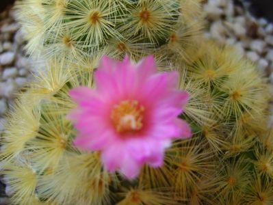 Mammillaria carmenae