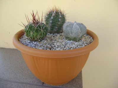 Grup de 3 cactusi; Thelocactus bicolor ssp. pottsii
Echinofossulocactus multicostatus
Astrophytum coahuilense
