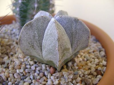 Astrophytum coahuilense