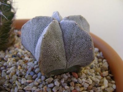 Astrophytum coahuilense