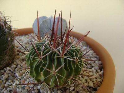 Echinofossulocactus multicostatus