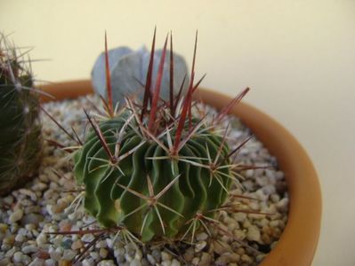 Echinofossulocactus multicostatus