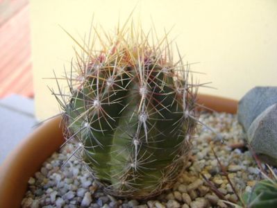 Thelocactus bicolor ssp. pottsii