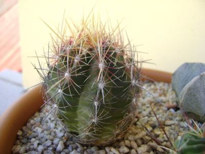 Thelocactus bicolor ssp. pottsii