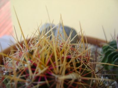 Thelocactus bicolor ssp. pottsii