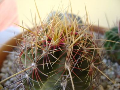 Thelocactus bicolor ssp. pottsii, detaliu