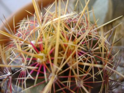 Thelocactus bicolor ssp. pottsii, detaliu