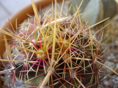 Thelocactus bicolor ssp. pottsii, detaliu