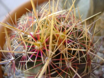 Thelocactus bicolor ssp. pottsii, detaliu