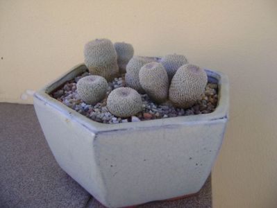 Grup de 5 epithelantha & 2 Lithops fulviceps; Epithelantha bicephala
Epithelantha tricephala
Epithelantha micromeris
Epithelantha micromeris v. pachyrhiza
Lithops gesinae
