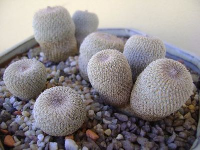 Grup de 5 epithelantha & 2 Lithops fulviceps; Epithelantha bicephala
Epithelantha tricephala
Epithelantha micromeris
Epithelantha micromeris v. pachyrhiza
Lithops gesinae
