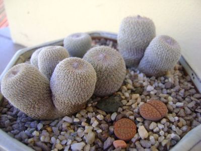 Grup de 5 epithelantha & 2 Lithops fulviceps; Epithelantha bicephala
Epithelantha tricephala
Epithelantha micromeris
Epithelantha micromeris v. pachyrhiza
Lithops gesinae
