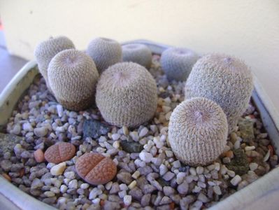 Grup de 5 epithelantha & 2 Lithops fulviceps; Epithelantha bicephala
Epithelantha tricephala
Epithelantha micromeris
Epithelantha micromeris v. pachyrhiza
Lithops gesinae
