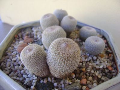 Grup de 5 epithelantha & 2 Lithops fulviceps; Epithelantha bicephala
Epithelantha tricephala
Epithelantha micromeris
Epithelantha micromeris v. pachyrhiza
Lithops gesinae
