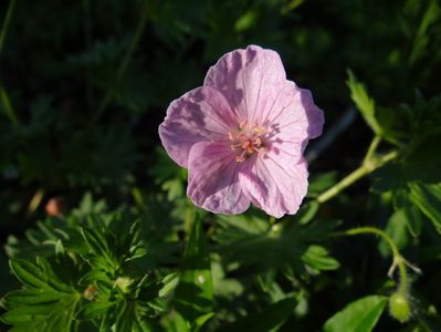 Geranium Vision Pink