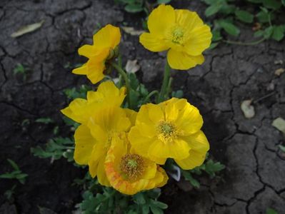 papaver naudicale