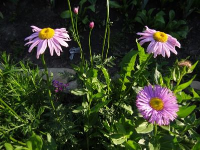 erigeron Rose Jewel si tanacetum Robinson Roseum