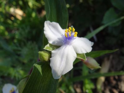 tradescantia Osprey