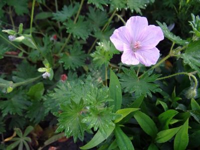 geranium Vision Pink