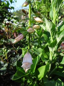 digitalis apricot