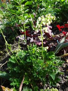 heuchera micrantha