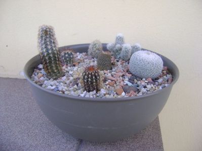 Grup de 7 cactusi; Uebelmania pectinifera
Pygmaeocereus bylesianus
Melocactus azureus
Epithelantha micromeris subs. greggii
Escobaria nellieae
Escobaria leei
Aylostera heliosa
