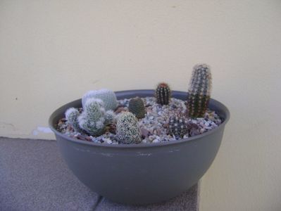 Grup de 7 cactusi; Uebelmania pectinifera
Pygmaeocereus bylesianus
Melocactus azureus
Epithelantha micromeris subs. greggii
Escobaria nellieae
Escobaria leei
Aylostera heliosa
