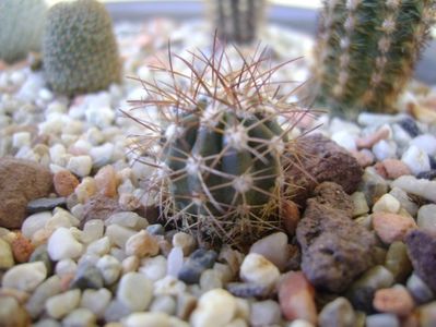 Melocactus azureus